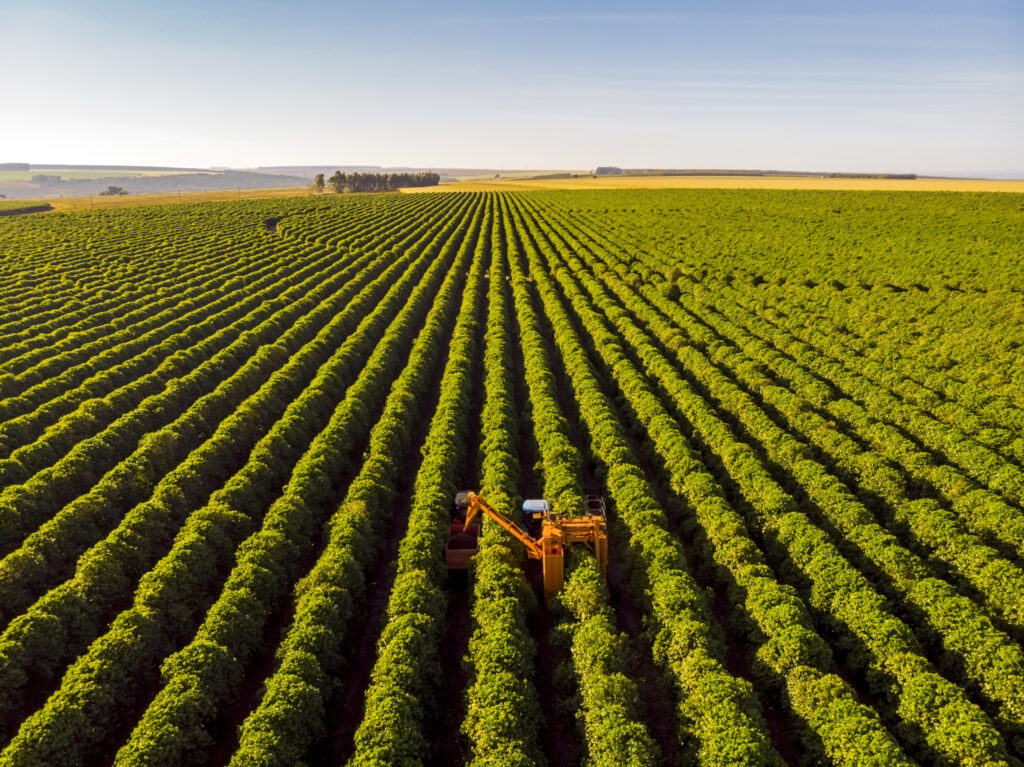 Photo of a coffee combine harvester working on a coffee farm