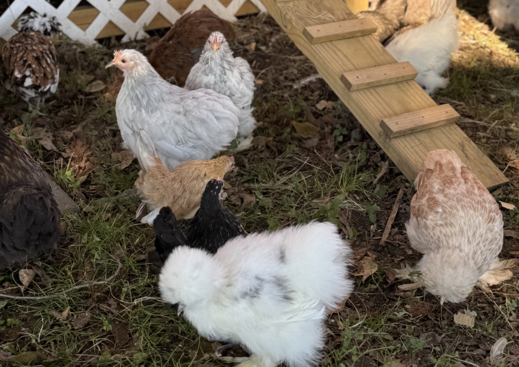 New Danville's resident hens